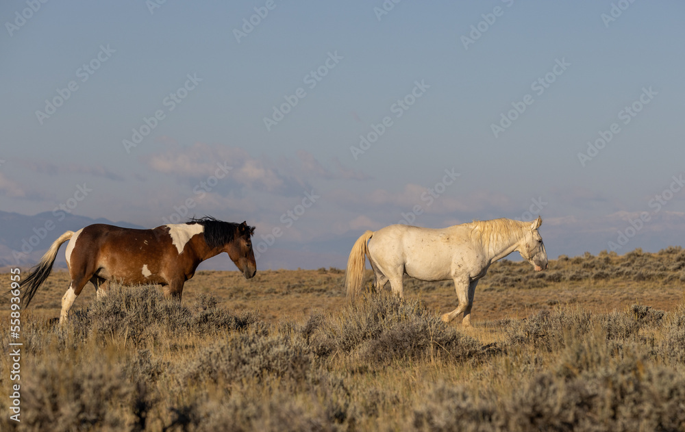 Wild Horses in Autumn in the Wyoming Desert Wild Horses in Autumn in the Wyoming Desert