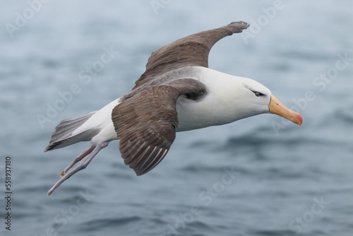 Albatros de ceja negra © Claudio