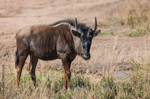 Fototapeta Naklejka Na Ścianę i Meble -  African wildebeests or Ox-headed antelopes (C. taurinus), weighing between 150 -250 kg. Life continents are Africa. Their habitats are on the Serengeti plains. They live an average of 20 years