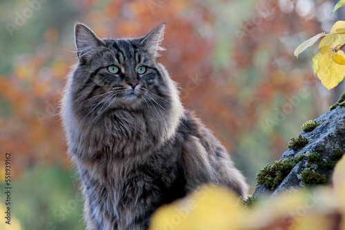 Norwegian forest cat male on a stone photo