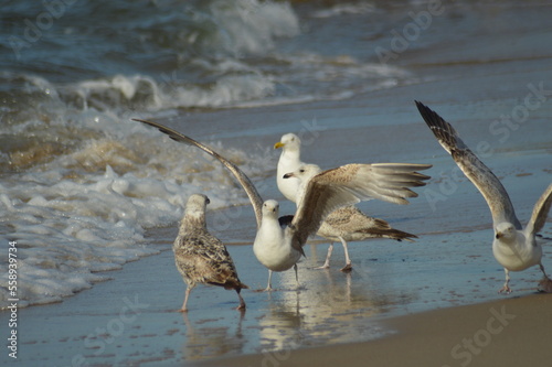 Baltic seagulls.