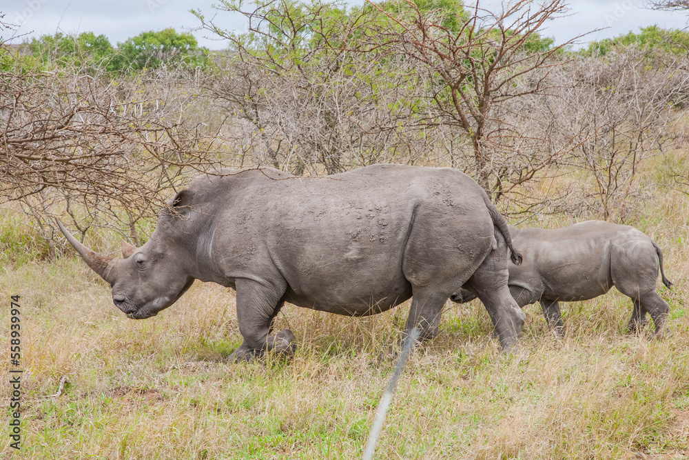 Fototapeta premium A large number of white rhinos (Ceratotherium simum) live in the Hluhluwe - Impolozi National Park in South Africa.