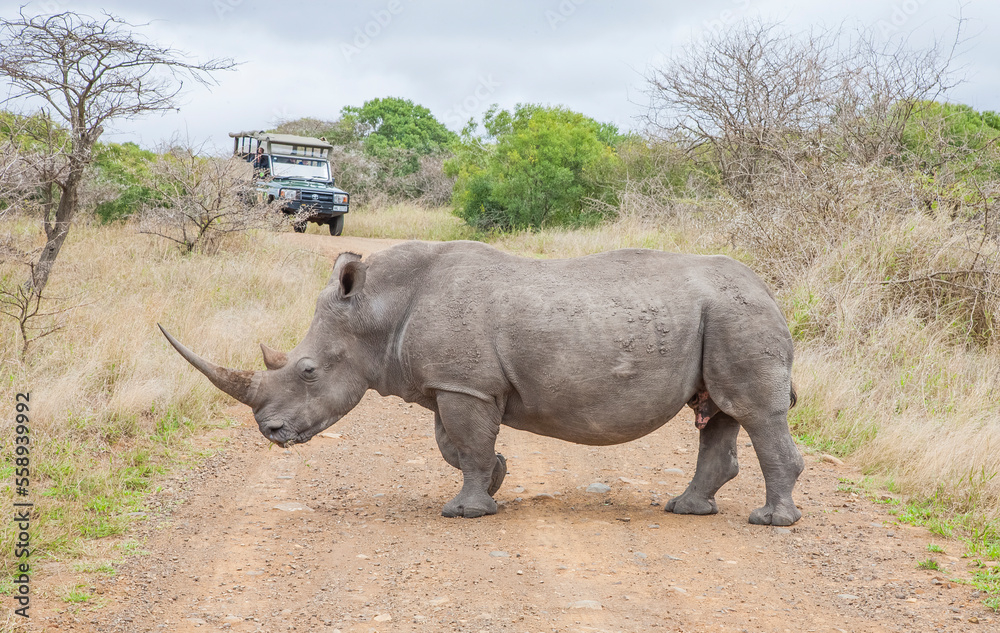 A large number of white rhinos  (Ceratotherium simum)  live in the Hluhluwe - Impolozi National Park in South Africa.