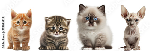 Cute Kittens The Perfect Pet