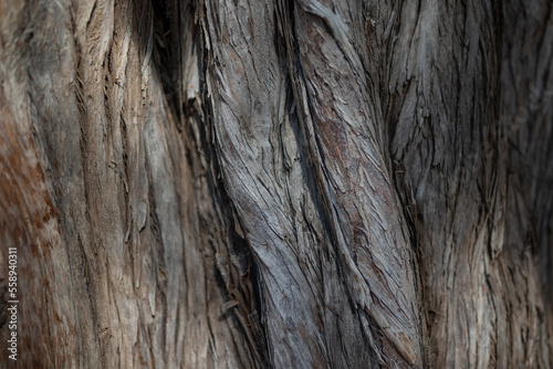 Bark texture closeup of Cupressus benthamii or Mexican cypress