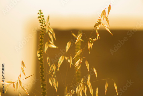Country Side