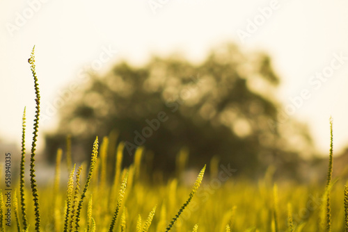 Country Side