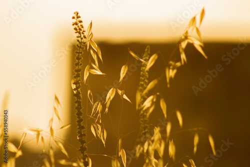 Country Side
