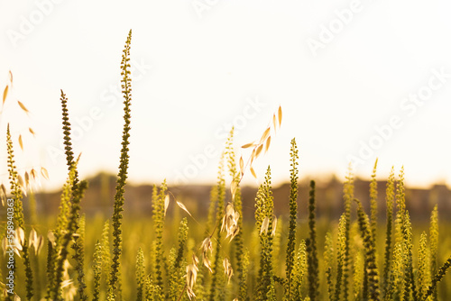 Country Side