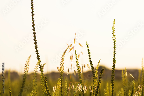 Country Side