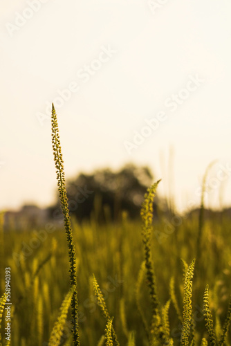 Country Side