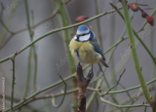 spotted woodpecker