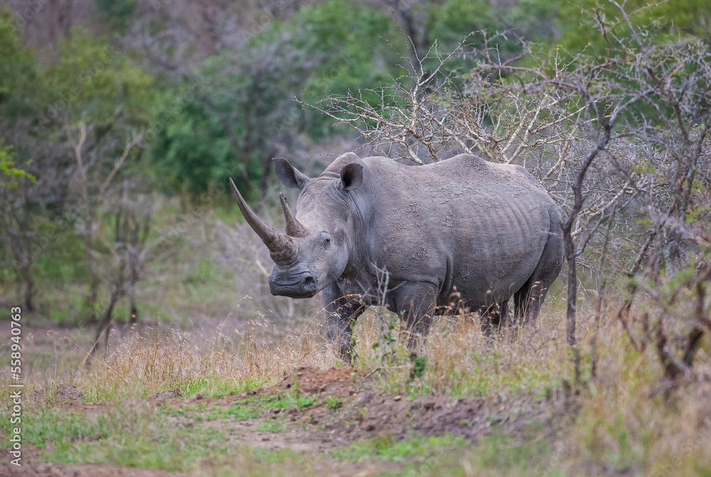Fototapeta premium A large number of white rhinos (Ceratotherium simum) live in the Hluhluwe - Impolozi National Park in South Africa.