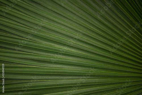 Mostly blurred abstract green background from a leaf of fan palm tree