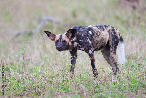 African wild dogs begin to eat their prey without killing it. they are under protection © selim
