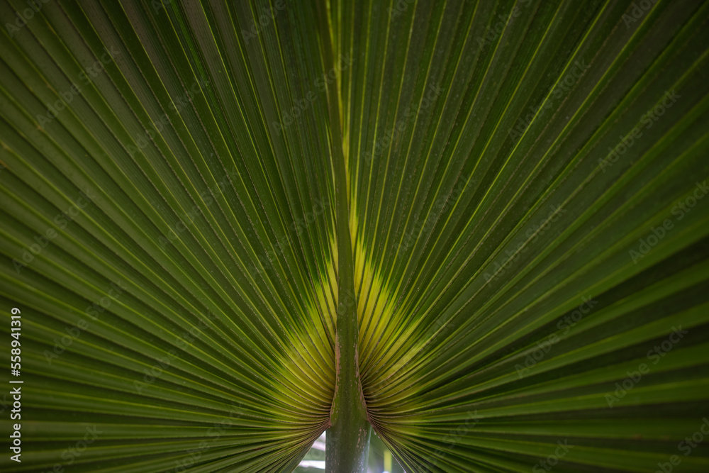Mostly blurred abstract green background from a leaf of fan palm tree