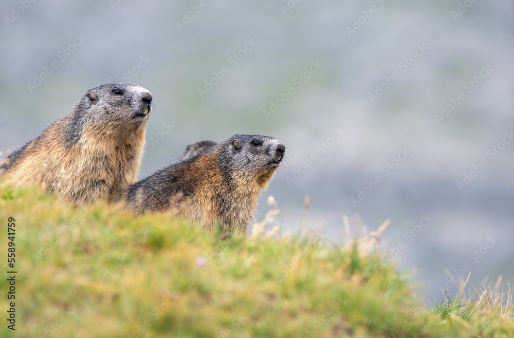 Fototapeta premium Marmots at the Grossglockner in Austria