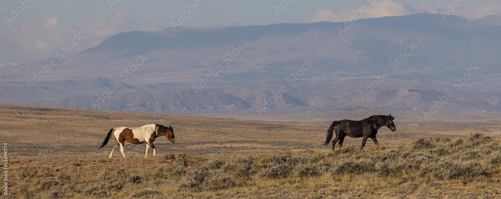 Wild Horses in Autumn in the Wyoming Desert Wild Horses in Autumn in the Wyoming Desert