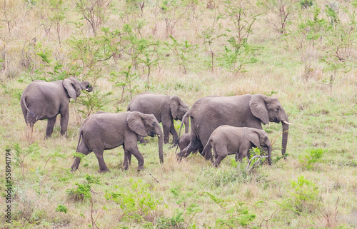 The African elephant (Loxodonta )is the Loxodonta genus, two species of endangered species. Together with the Asian elephant, it is one of the two genera of the Elephantidae family.