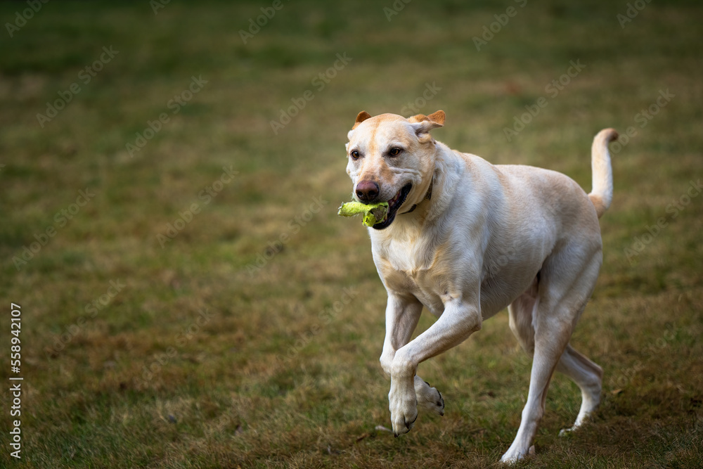 2023-01-05 A YELLOW LABRADOR RUNNING ACROSS A FIELD WITH A CHEWED UP BALL IN ITS MOUTH