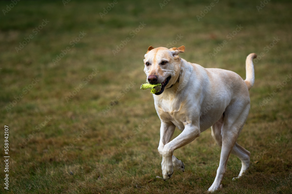 2023-01-05 A YELLOW LABRADOR RUNNING ACROSS A FIELD WITH A CHEWED UP BALL IN ITS MOUTH 2023-01-05 A YELLOW LABRADOR RUNNING ACROSS A FIELD WITH A CHEWED UP BALL IN ITS MOUTH