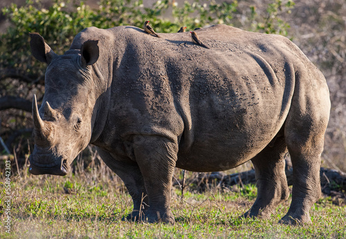 The red billed oxpecker is a passerine bird in the starling family, Sturnidae; some ornithologists regard the oxpeckers to be in a family by themselves, the Buphagidae. They eat bits on rhino and oxen