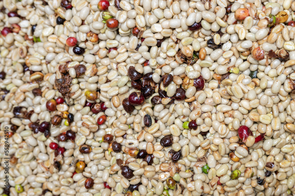 raw organic coffee beans washing in coffee processing, selective focus raw organic coffee beans washing in coffee processing, selective focus