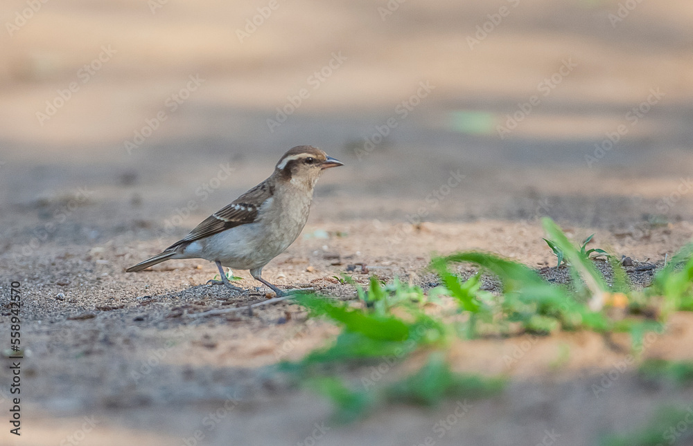 The yellow-throated shrub sparrow or yellow-throated petronia (Petronia superciliaris), is a species of bird in the sparrow family Passeridae. It is found in central and southern Africa.