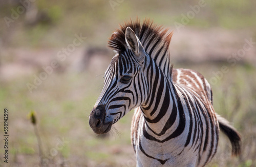 The zebras are the sine qua non of the African savanna and are a very good prey for predators.