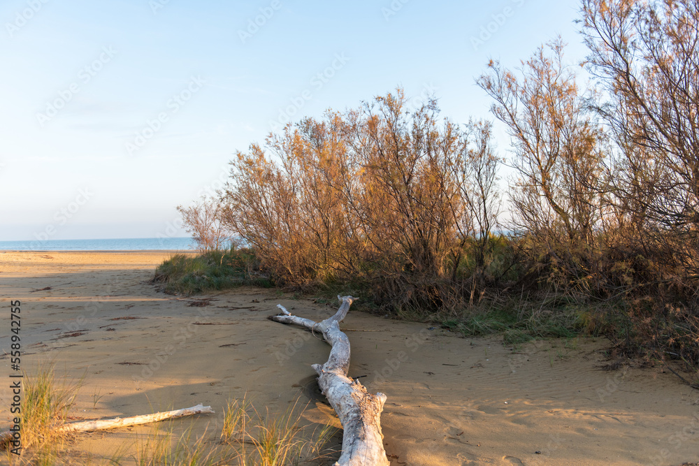 Bibione