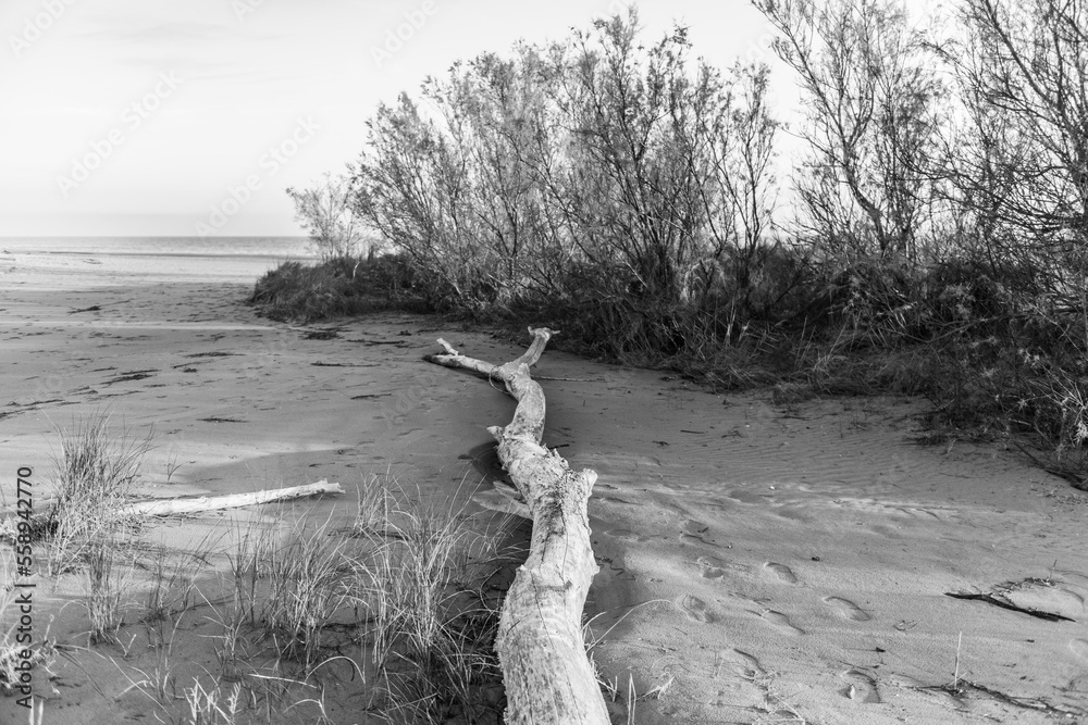 Bibione