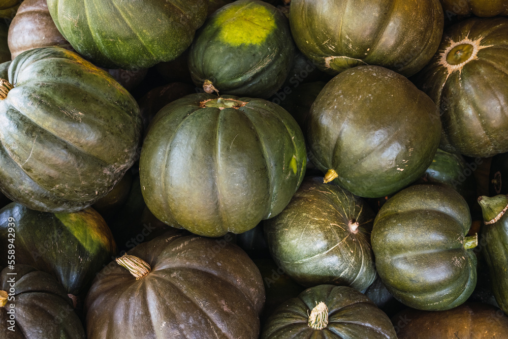 Green pumpkin, variety Green has green fruits with yellow-orange pulp.