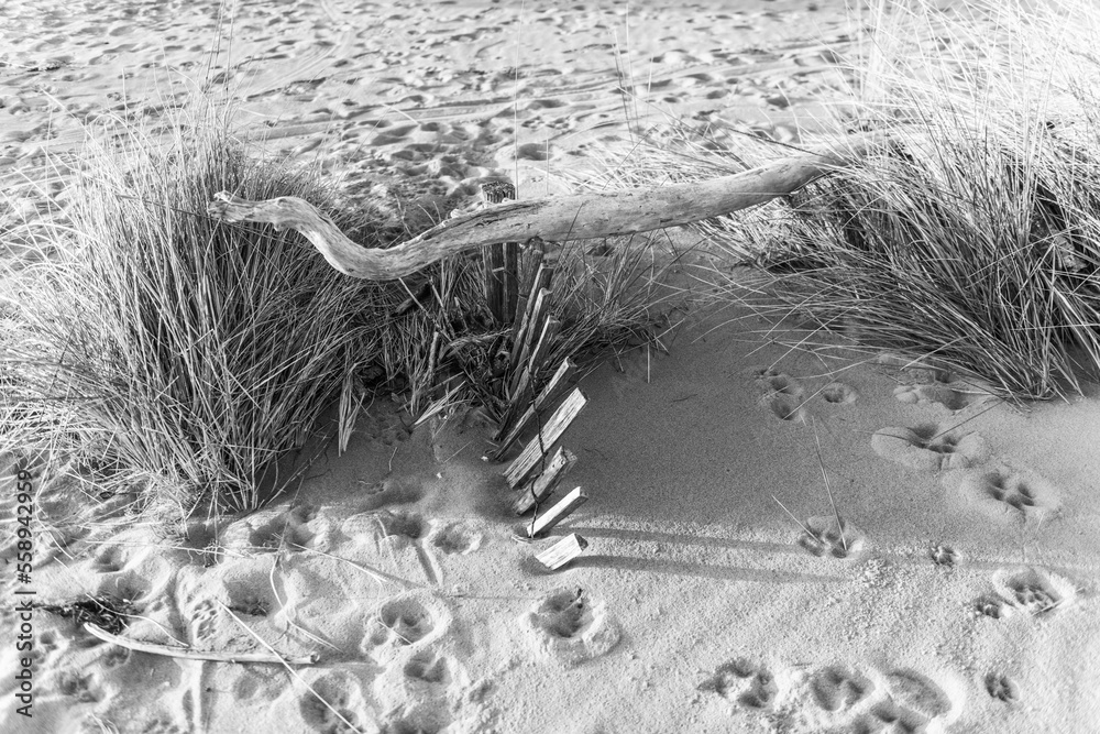 Bibione