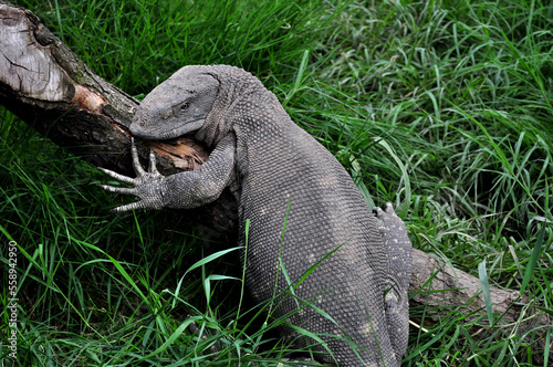 Rock monitor (Varanus albigularis)