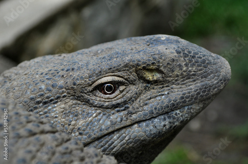 Rock monitor (Varanus albigularis) photo