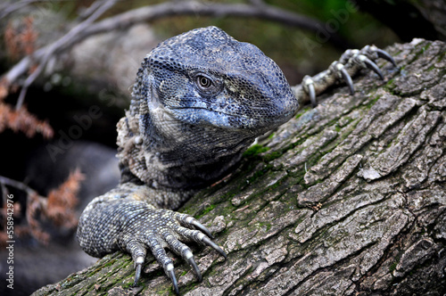 Rock monitor (Varanus albigularis)