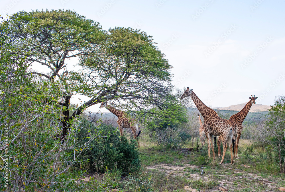 Fototapeta premium Large numbers of giraffes live in Hluhluwe iMfolozi Park in South Africa. They are under protection.