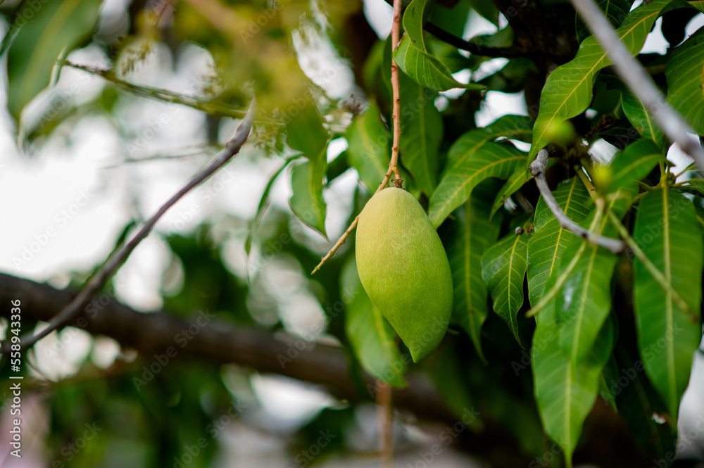 Mangoes are growing on the mango tree. Nam Dok Mai Mango Young Mango