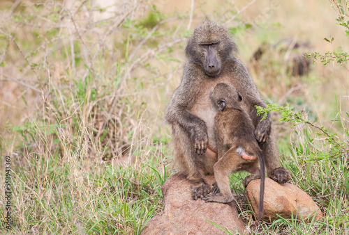 Baboons are a common species in Africa. They are still nursing their offspring in September and October.