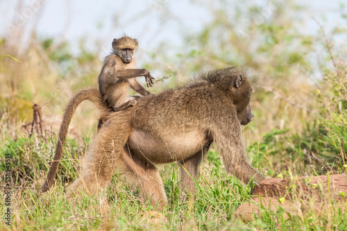 Baboons are a common species in Africa. They are still nursing their offspring in September and October. © selim