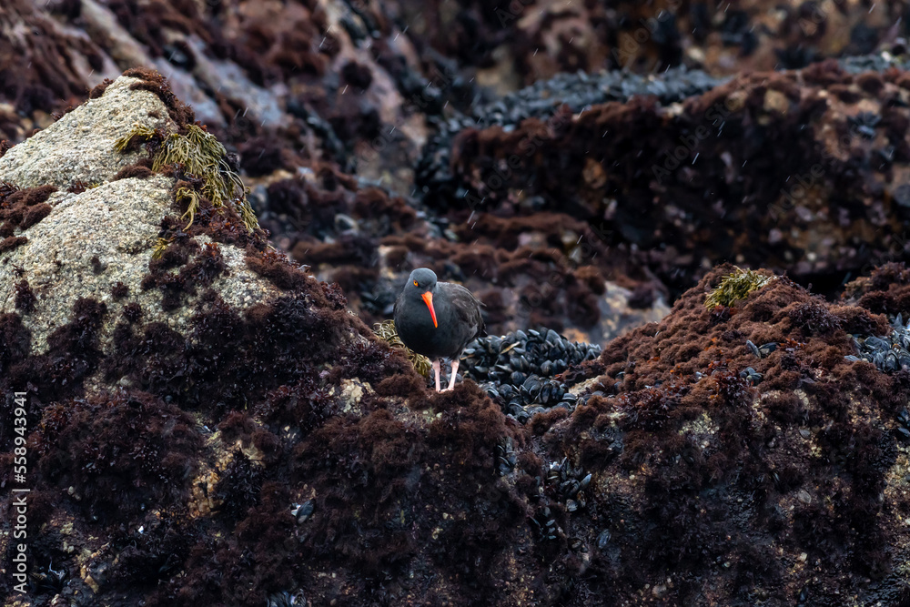 Black Oyster Catcher bird, Haematopus bachmani, on the Rocky shoreline of Monterey Bay, California. Black Oyster Catcher bird, Haematopus bachmani, on the Rocky shoreline of Monterey Bay, California.
