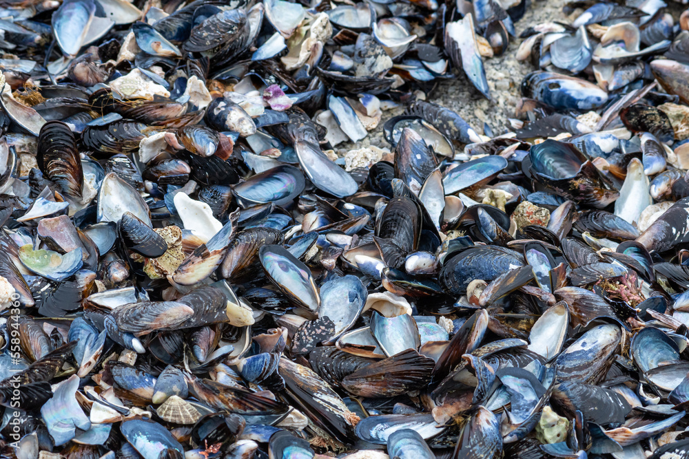 Full frame Mussel shells on a beach background. Full frame Mussel shells on a beach background.