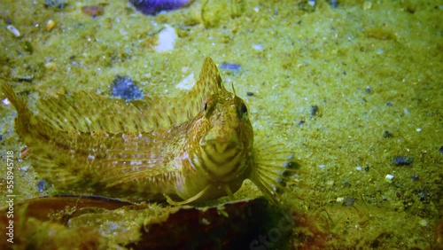 Fish of the Black Sea, Tentacled blenny, (Parablennius tentacularis) photo