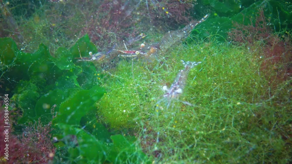 (Palaemon adspersus) commonly called Baltic prawn, shrimps look for food on a stone in the Black Sea (Palaemon adspersus) commonly called Baltic prawn, shrimps look for food on a stone in the Black Sea