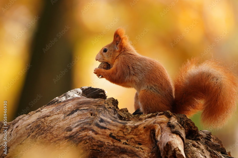 A cute red squirrel sitting on the tree stump. Autumn scene with a european squirrel.  Sciurus vulgaris. 