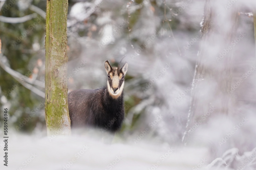 chamois with one horn in winter forest. Winter scene with horn animal. Rupicapra rupicapra. Animal from Alp.