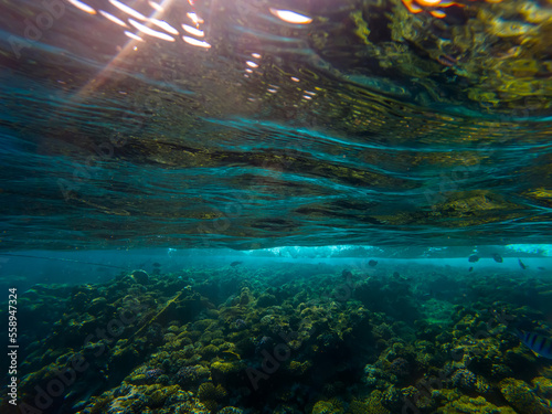 фотографія Beautiful underwater world