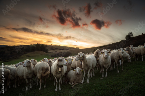 Fototapeta Naklejka Na Ścianę i Meble -  Owieczki