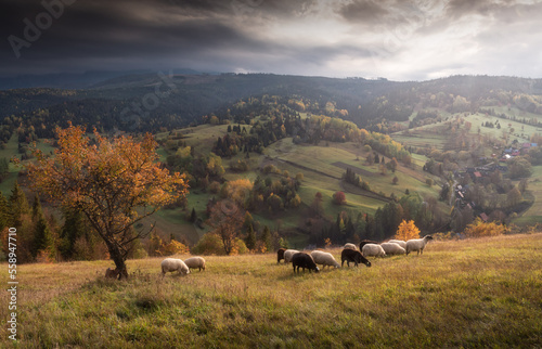 Fototapeta Naklejka Na Ścianę i Meble -  Owieczki