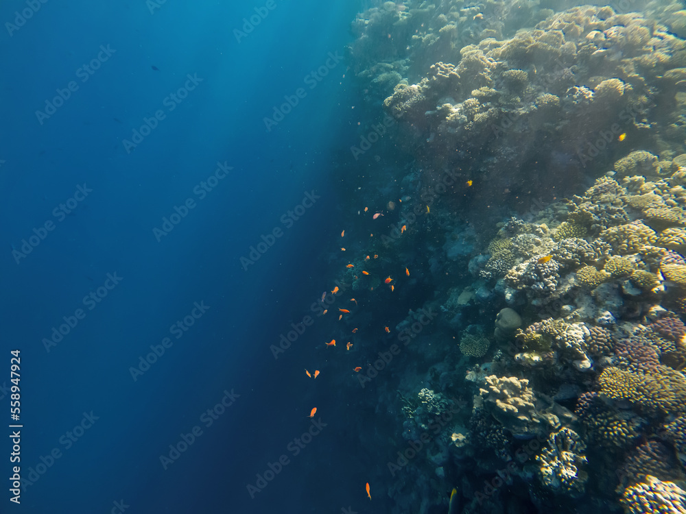 Beautiful underwater world. Coral reef. Rays of light underwater. Colorful underwater landscape. Fish in the Red Sea. Colorful nature.